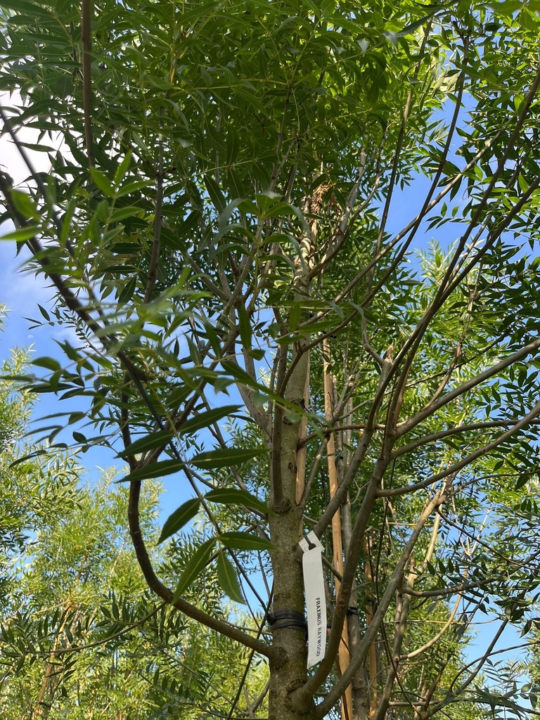 FRAXINUS ANGUSTIFOLIA 'RAYWOOD' (F.OXYCARPA 'FLAME')