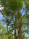 FRAXINUS ANGUSTIFOLIA 'RAYWOOD' (F.OXYCARPA 'FLAME')