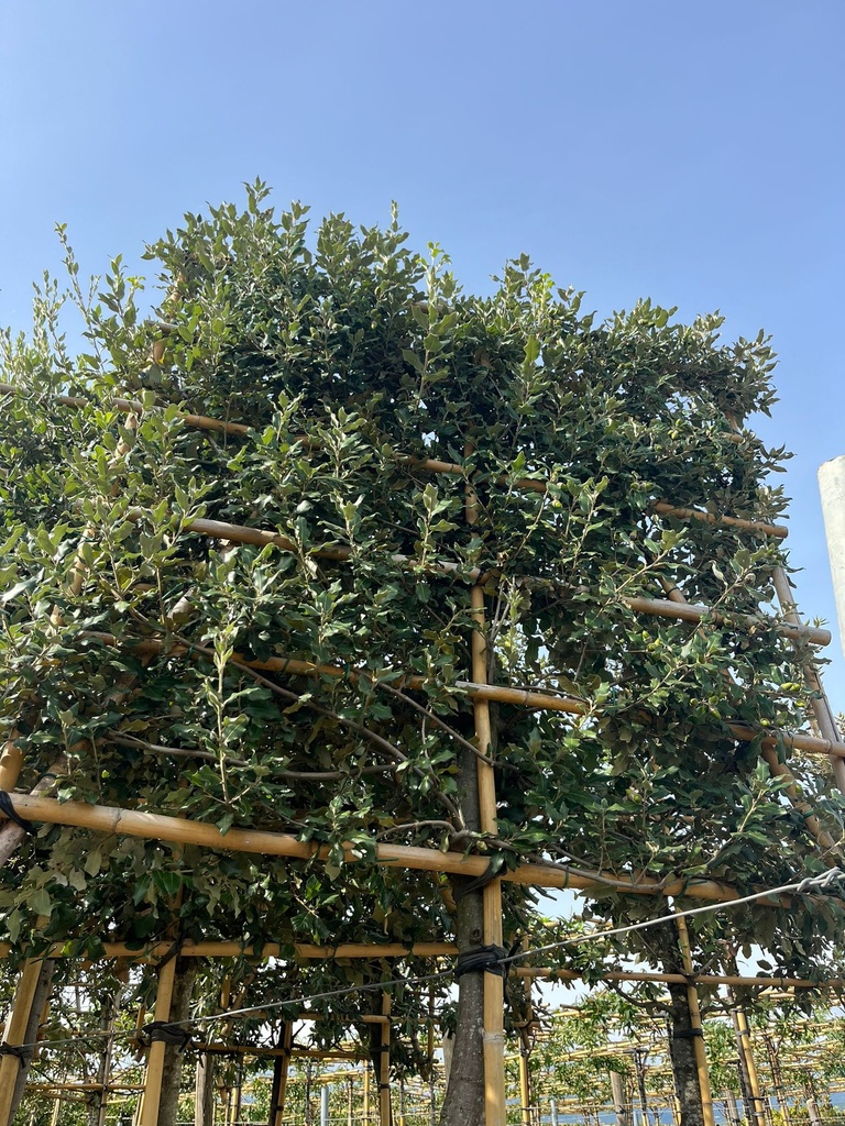 QUERCUS ILEX (LECCIO) A SPALLIERA H.150X150 CM