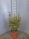 ELAEAGNUS X EBBINGEI 'VIVELEG'