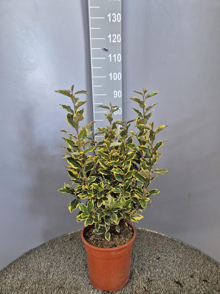 ELAEAGNUS X EBBINGEI 'VIVELEG'
