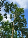 AESCULUS X CARNEA 'BRIOTII'