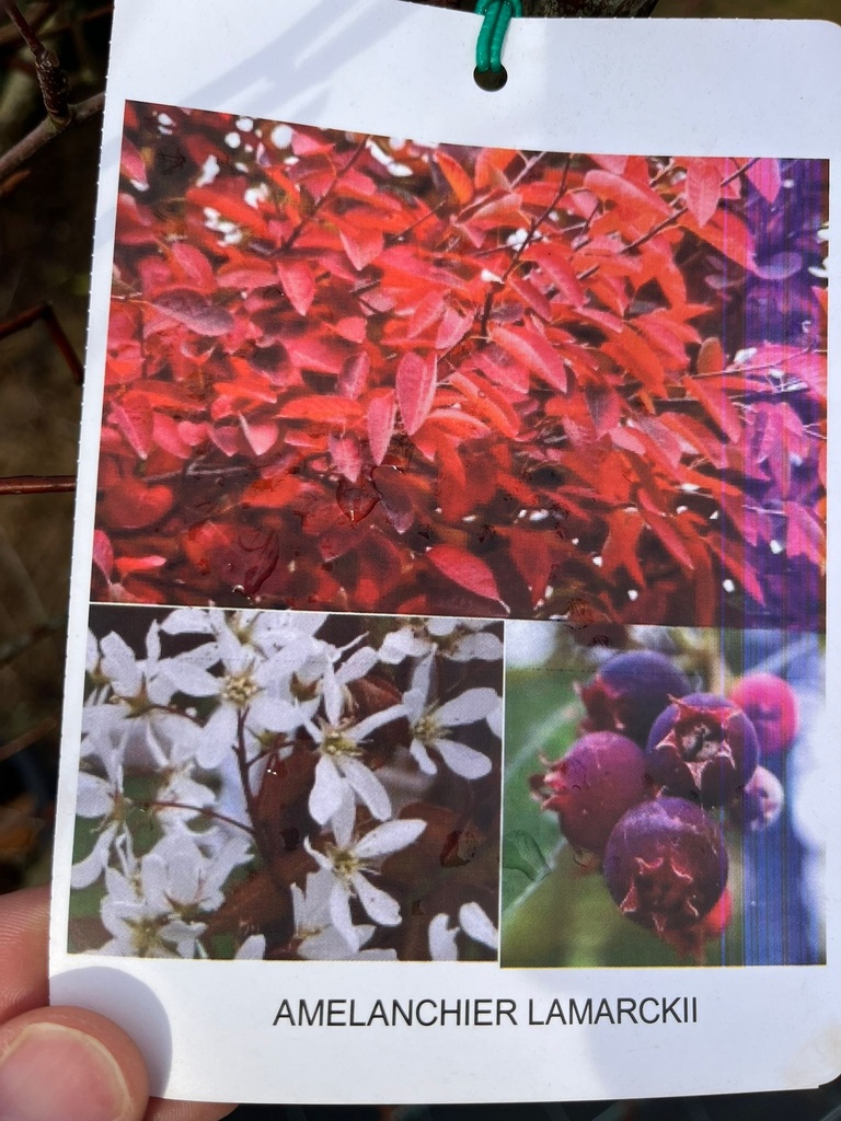 AMELANCHIER LAMARCKII (AMELANCHIER CANADENSIS) CEPPAIA