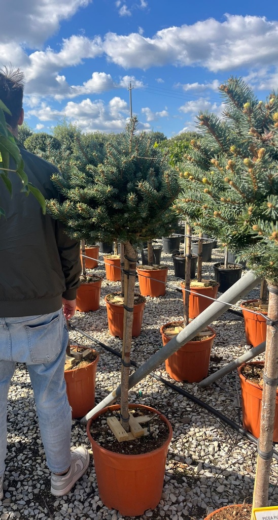 PICEA PUNGENS 'GLAUCA GLOBOSA' MEZZO FUSTO