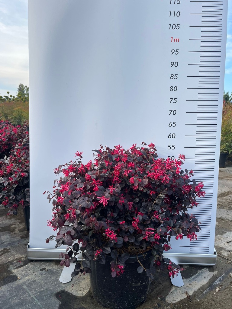 LOROPETALUM CHINENSE 'BLACK PEARL' A SFERA
