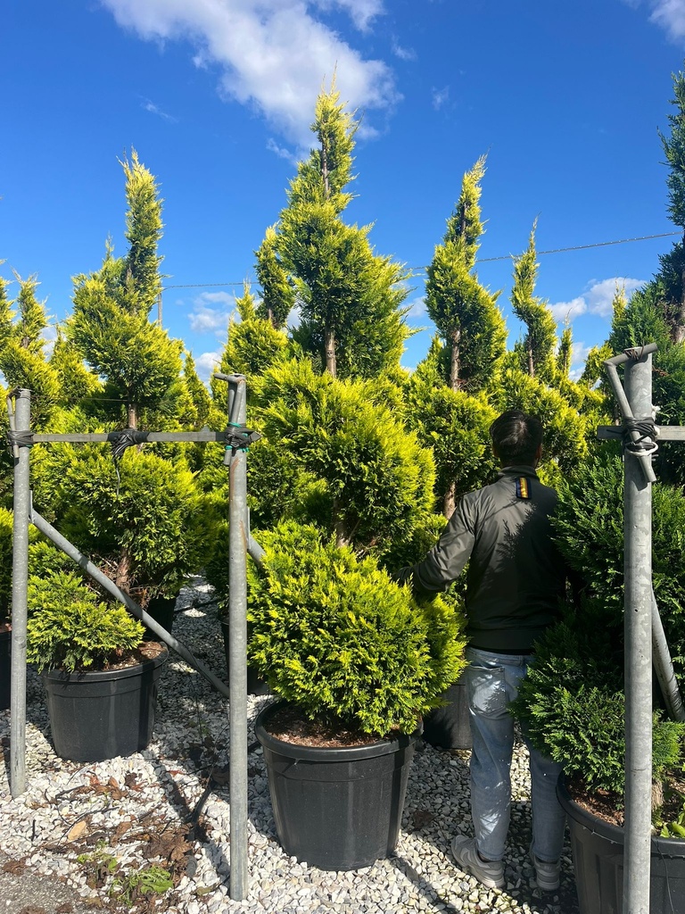 CUPRESSOCYPARIS LEYLANDII 'GOLD SPIRALE EXTRA
