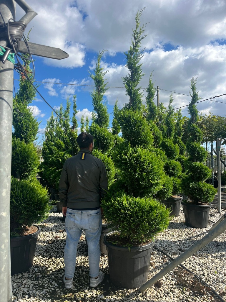 CUPRESSOCYPARIS LEYLANDII 'CASTLEWELLAN GOLD' SPIRALE EXTRA