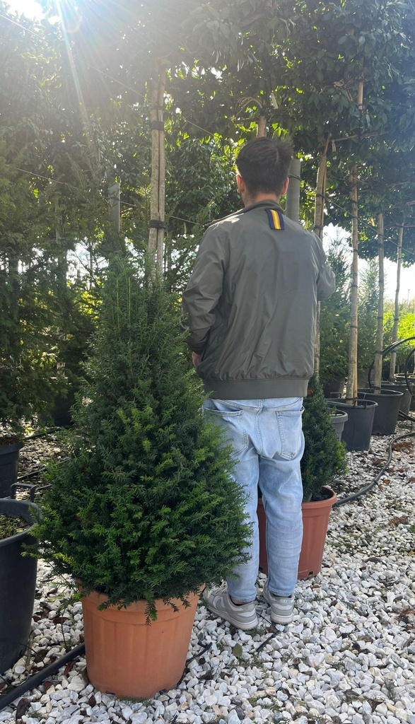 TAXUS BACCATA A CONO