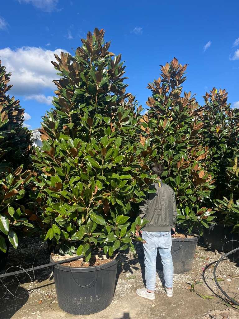 MAGNOLIA GRANDIFLORA 'GALLISONIENSIS' EXTRA