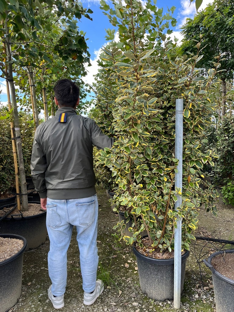 ELAEAGNUS X EBBINGEI 'VIVELEG'