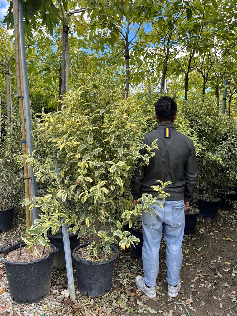 LIGUSTRUM JAPONICUM 'EXCELSUM SUPERBUM' (L. LUCIDUM 'EXCELSUM SUPERBUM')