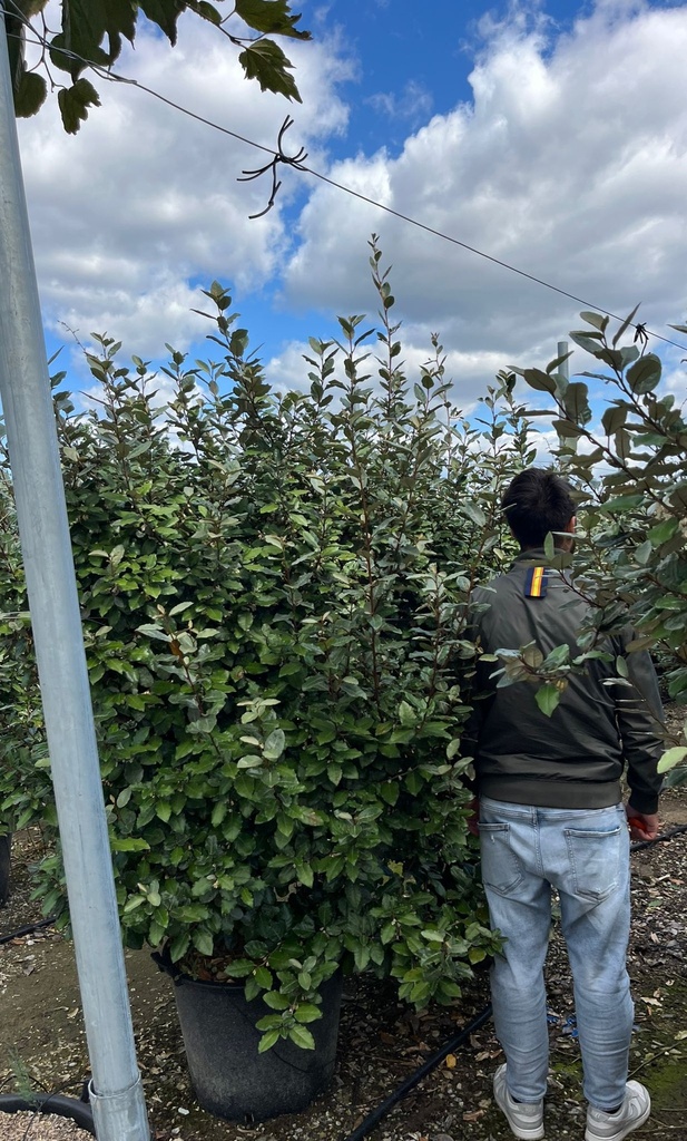 ELAEAGNUS X EBBINGEI 'COMPATTA' EXTRA