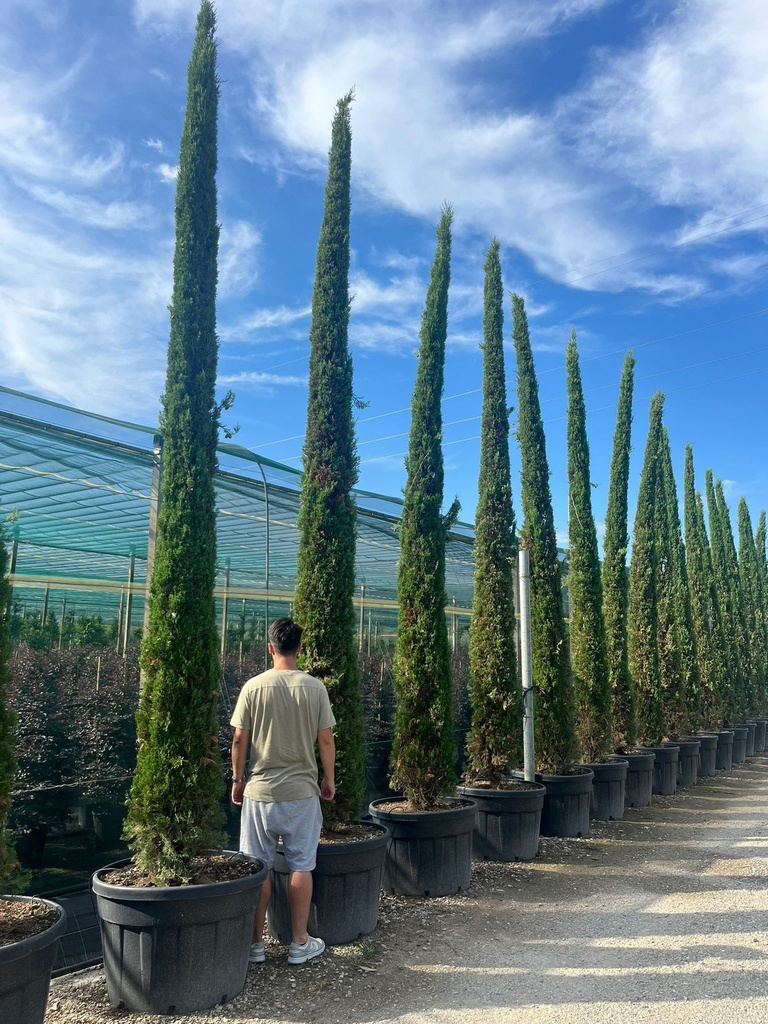 CUPRESSUS SEMPERVIRENS 'PYRAMIDALIS'
