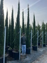 CUPRESSUS SEMPERVIRENS 'PYRAMIDALIS'