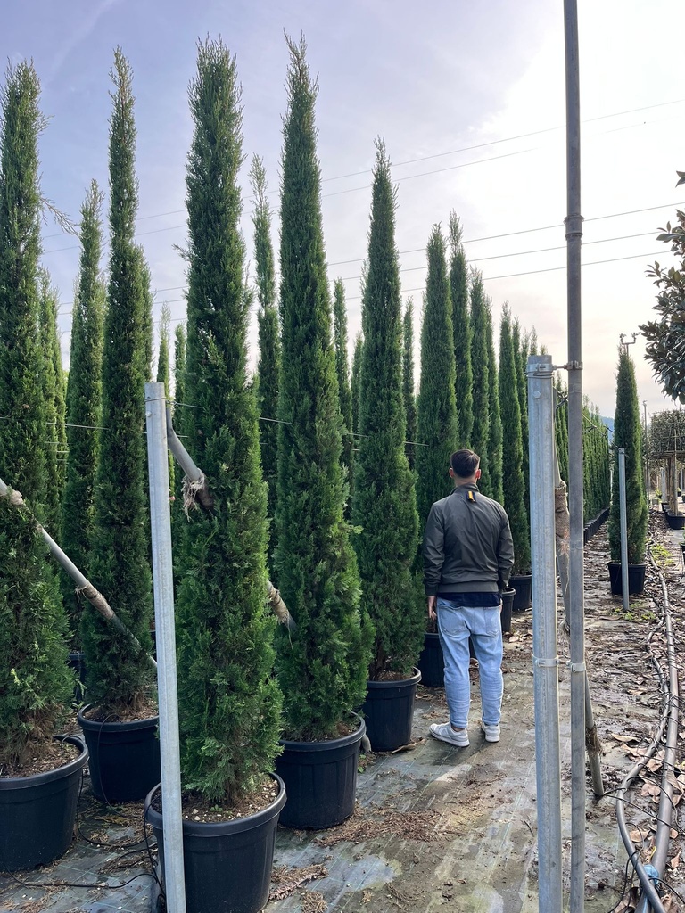 CUPRESSUS SEMPERVIRENS 'PYRAMIDALIS'
