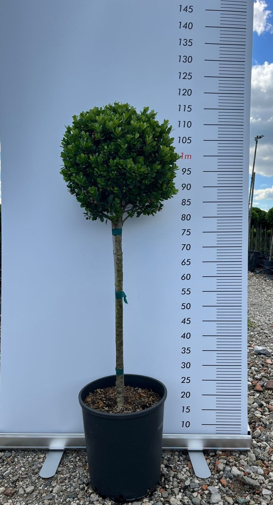 ILEX CRENATA 'KINME'