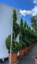 CUPRESSOCYPARIS LEYLANDII 'CASTLEWELLAN GOLD' SPIRALE