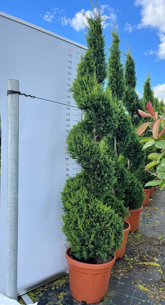 CUPRESSOCYPARIS LEYLANDII 'CASTLEWELLAN GOLD' SPIRALE
