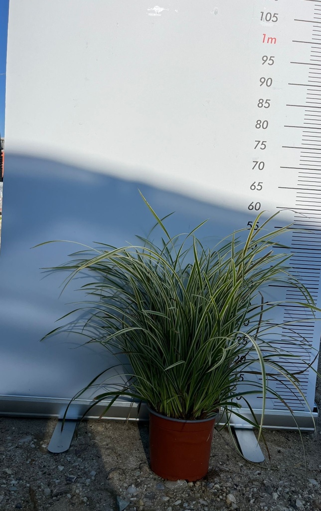 CAREX MORROWII 'VANILLA ICE'
