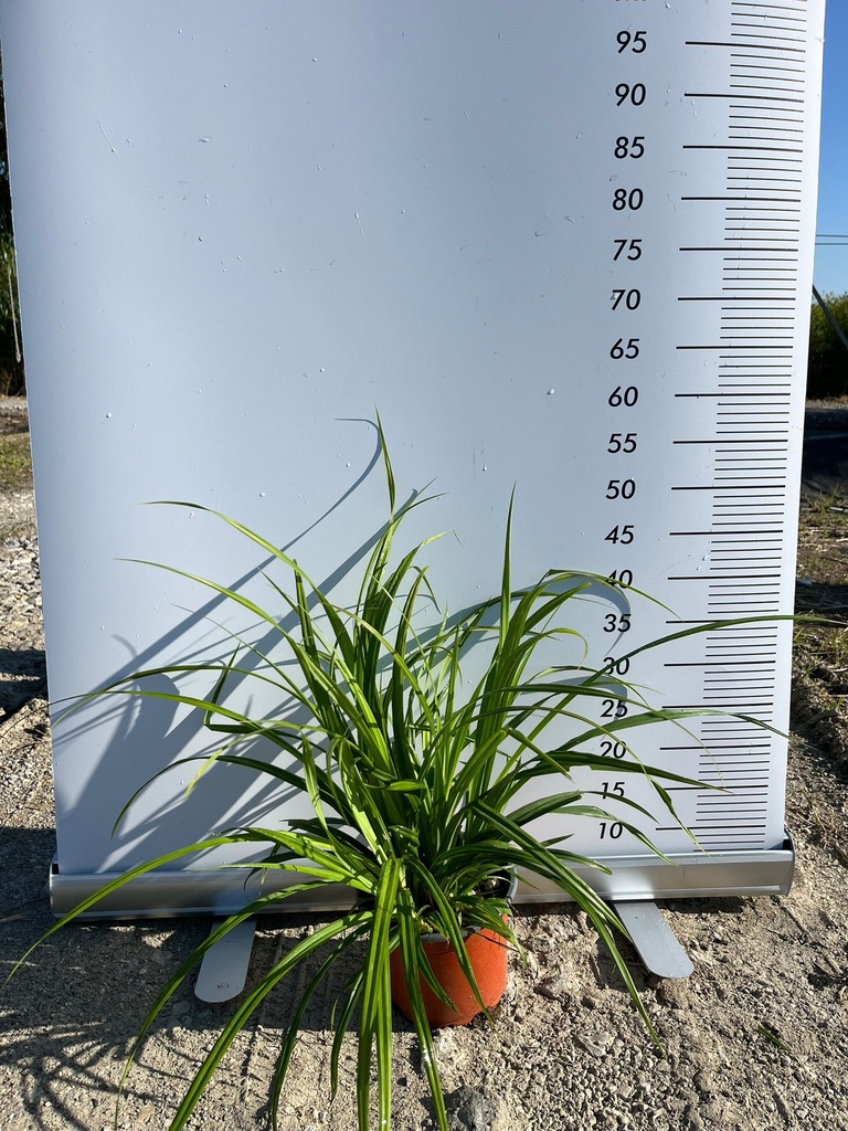 CAREX PENDULA