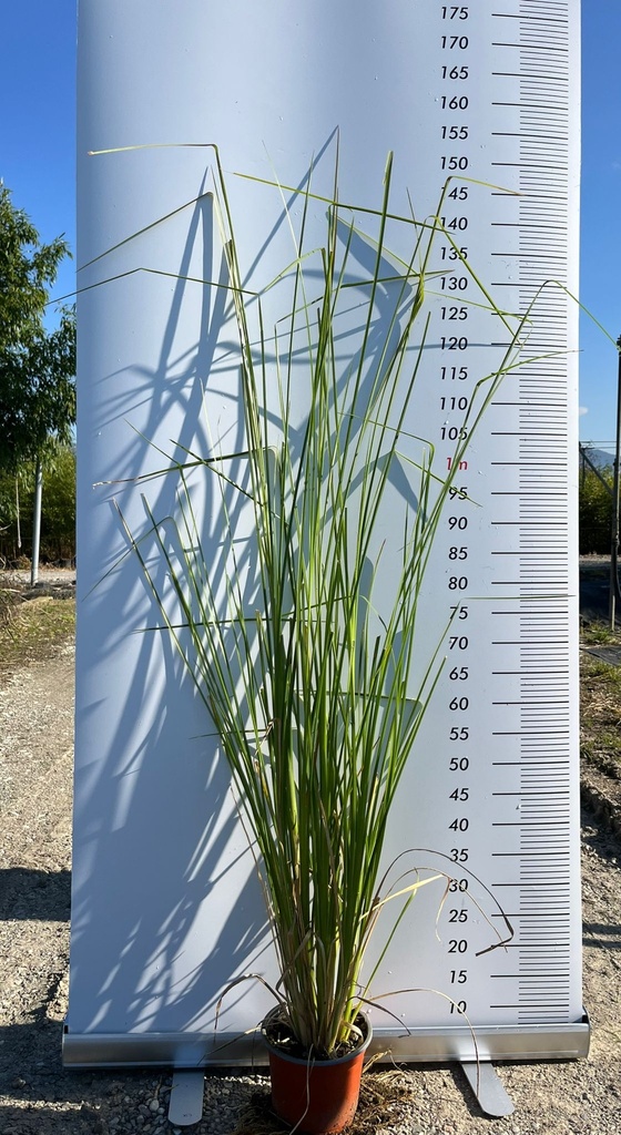 VETIVER (CHRYSOPOGON ZIZANIOIDES)