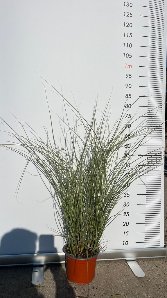 MISCANTHUS SINENSIS 'MORNING LIGHT'