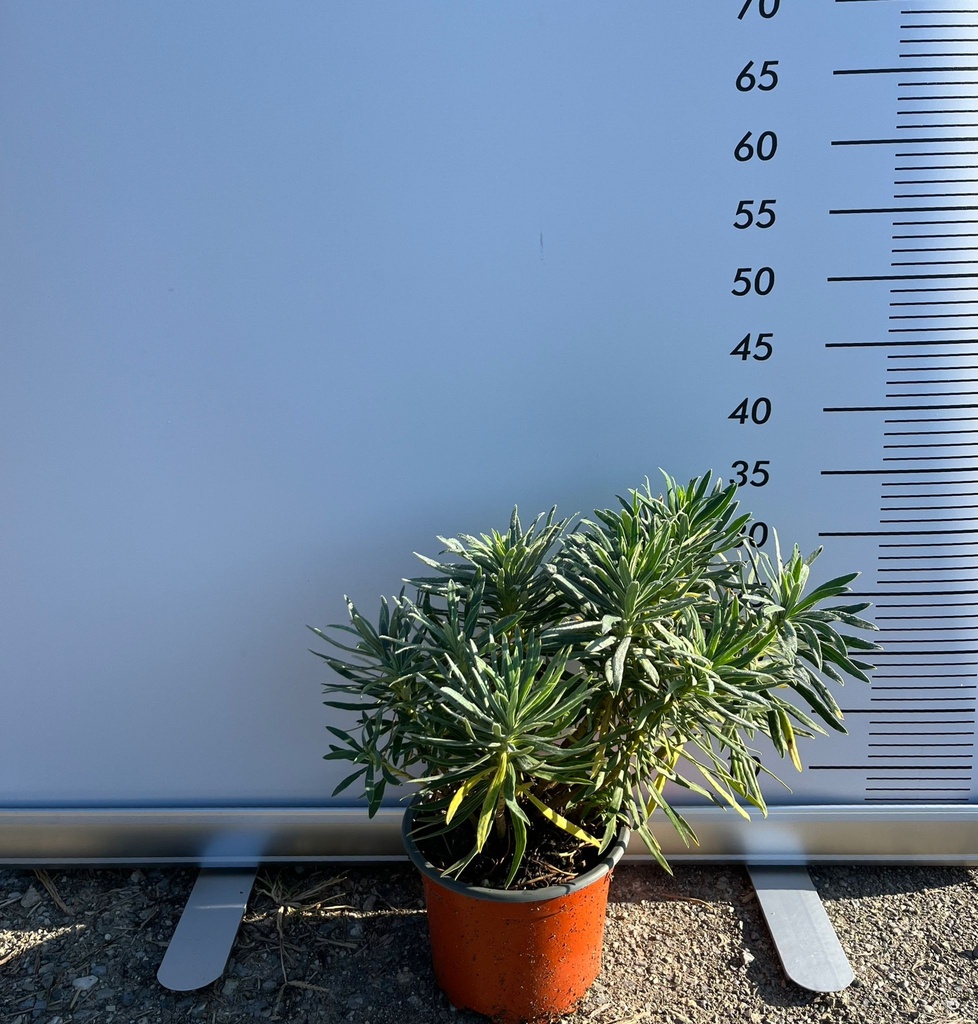 EUPHORBIA CHARACIAS 'WULFENII'