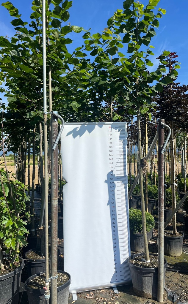 TILIA PLATYPHYLLOS (TILIA GRANDIFLORA)
