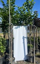 TILIA PLATYPHYLLOS (TILIA GRANDIFLORA)