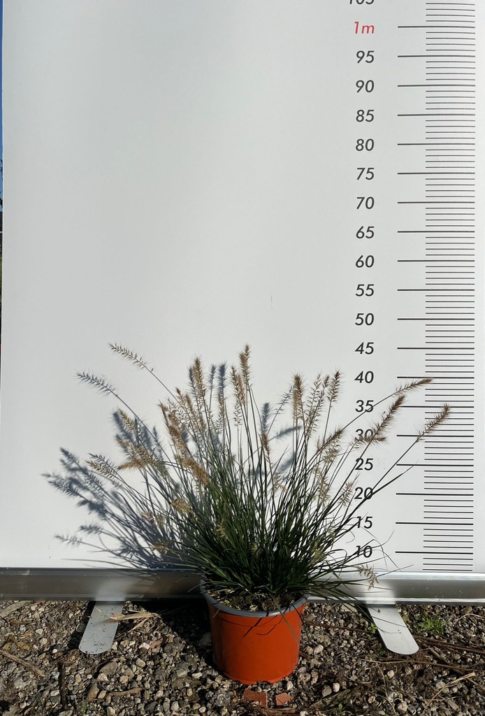 PENNISETUM ALOPECUROIDES 'LITTLE BUNNY'