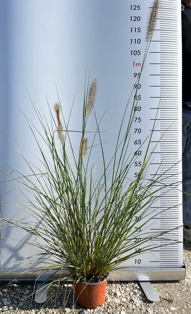 PENNISETUM VILLOSUM