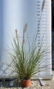 PENNISETUM VILLOSUM