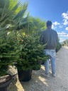 ABIES NORDMANNIANA (ABETE DEL CAUCASO) ZOLLA-VASO
