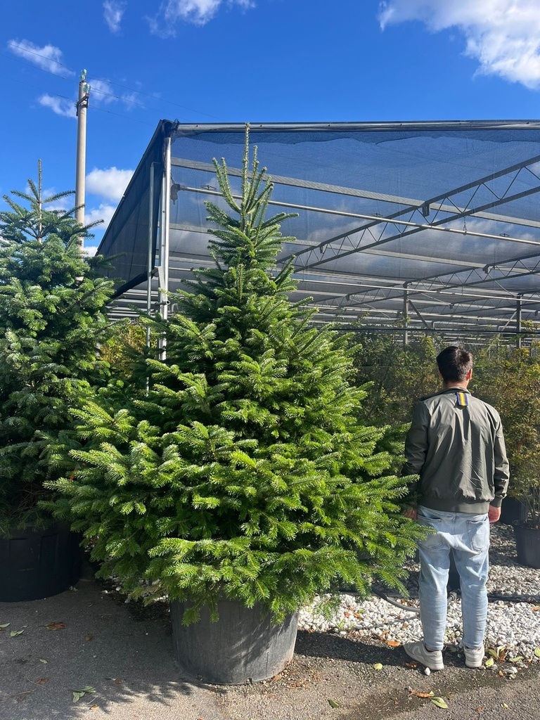 ABIES NORDMANNIANA (ABETE DEL CAUCASO) ZOLLA-VASO