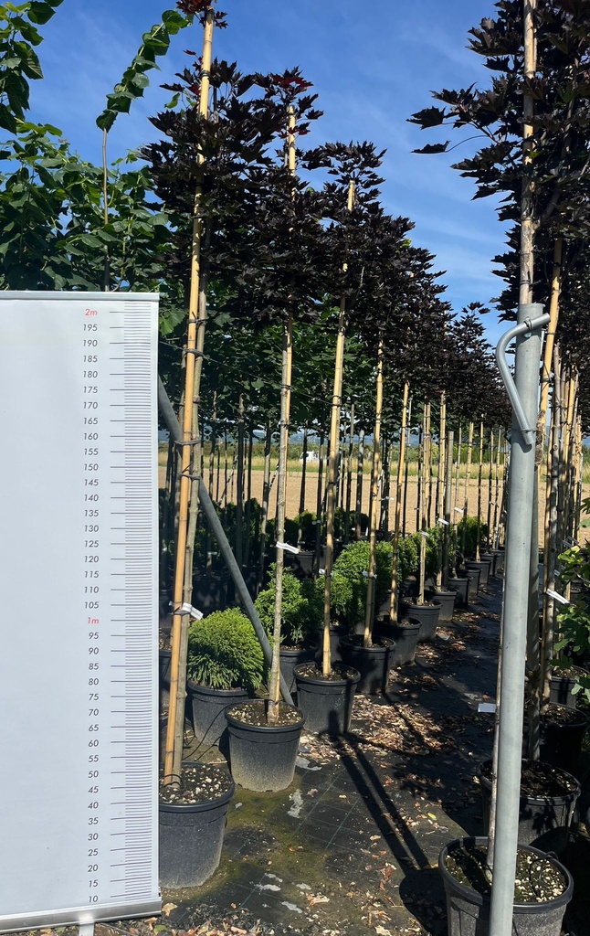 ACER PLATANOIDES 'CRIMSON SENTRY'
