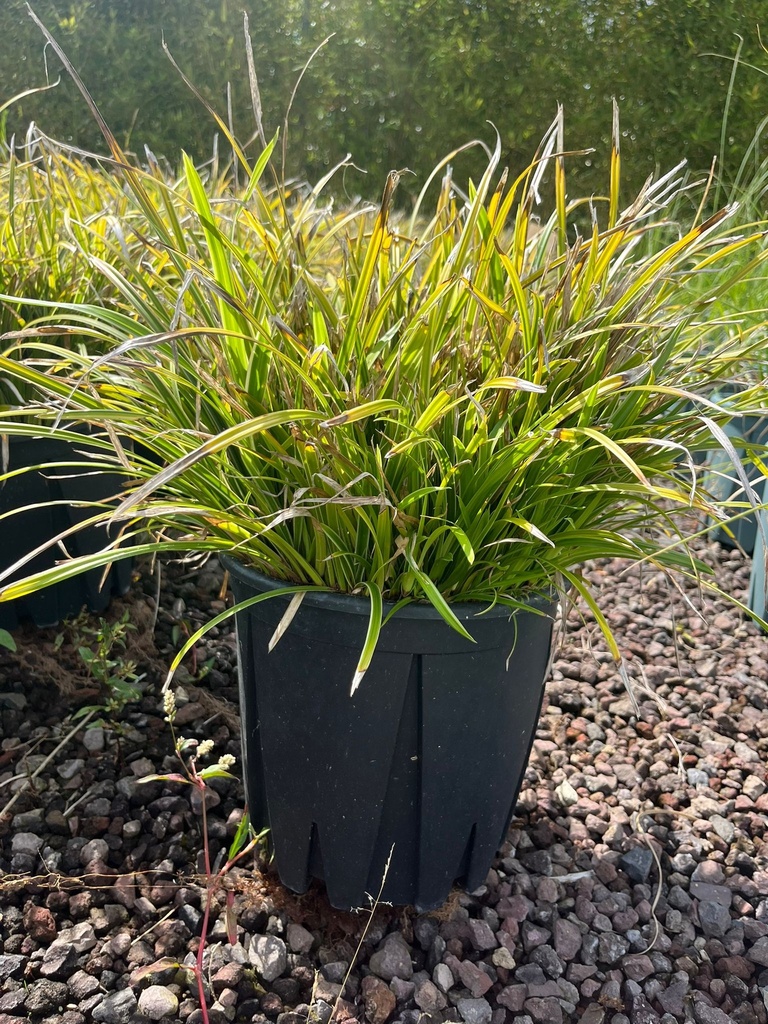 CAREX MORROWII 'ICE DANCE'