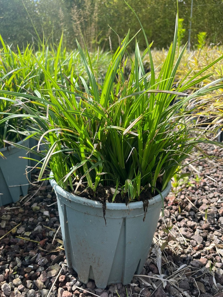 CAREX MORROWII 'IRISH GREEN'