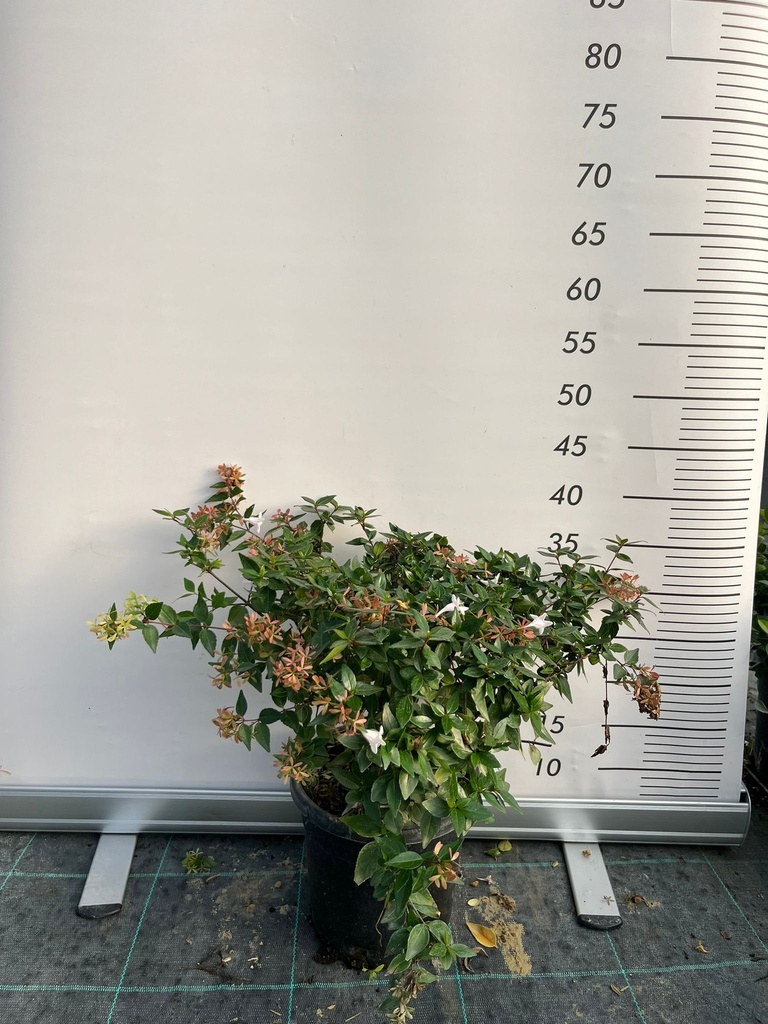ABELIA GRANDIFLORA