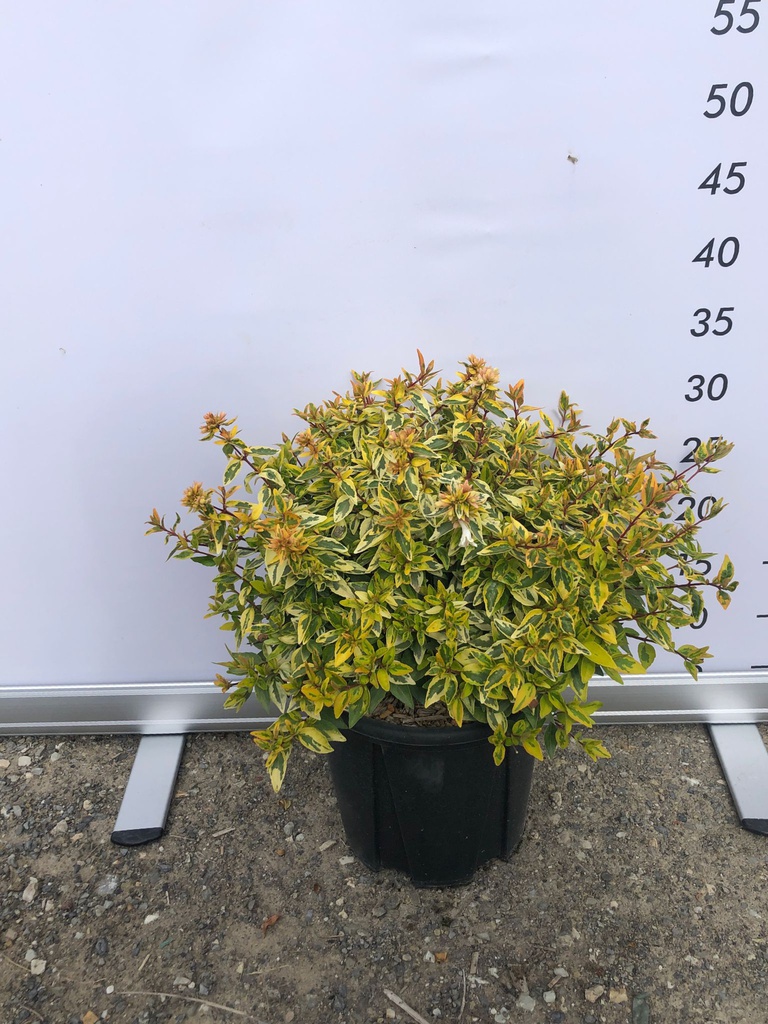 ABELIA X GRANDIFLORA 'KALEIDOSCOPE'