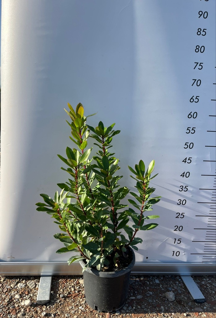 ARBUTUS UNEDO (CORBEZZOLO)