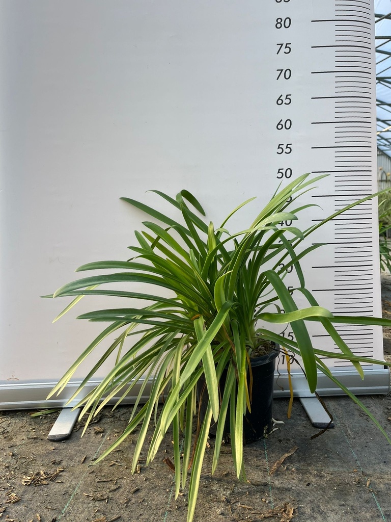 AGAPANTHUS IN VARIETA'