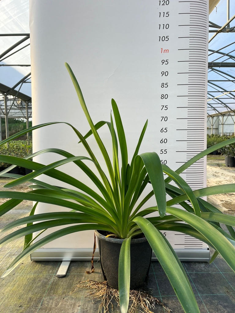 AGAPANTHUS IN VARIETA'