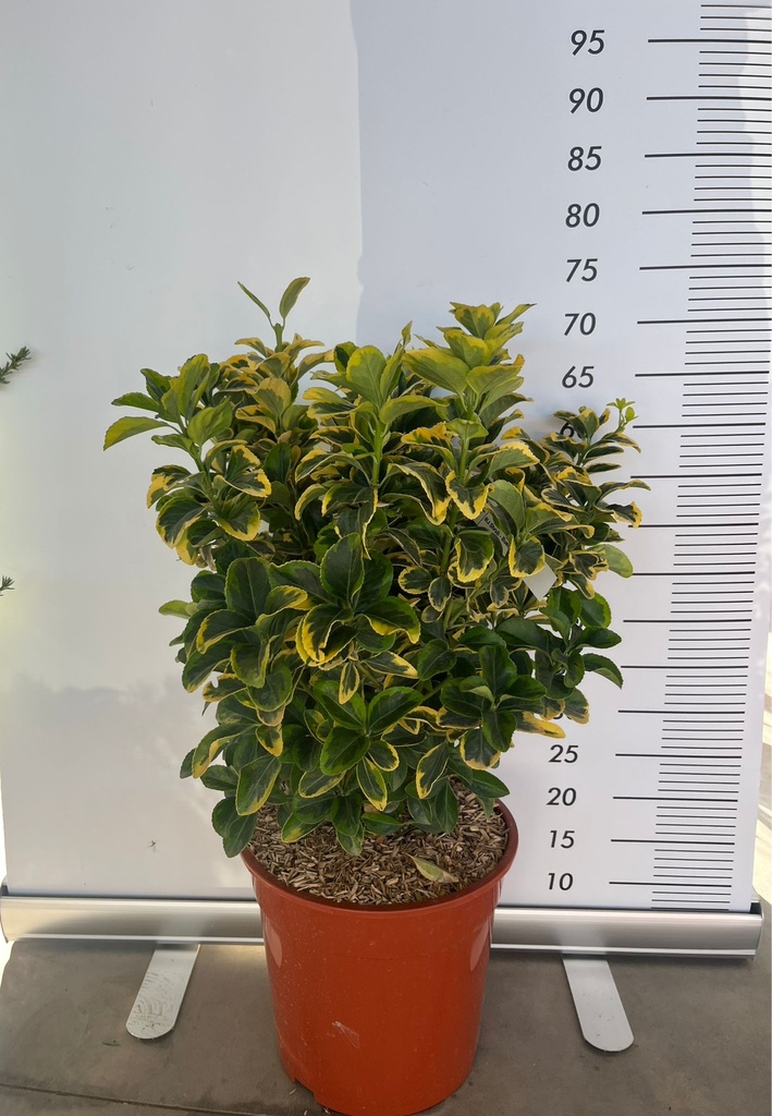 EUONYMUS JAPONICUS 'AUREOMARGINATUS'