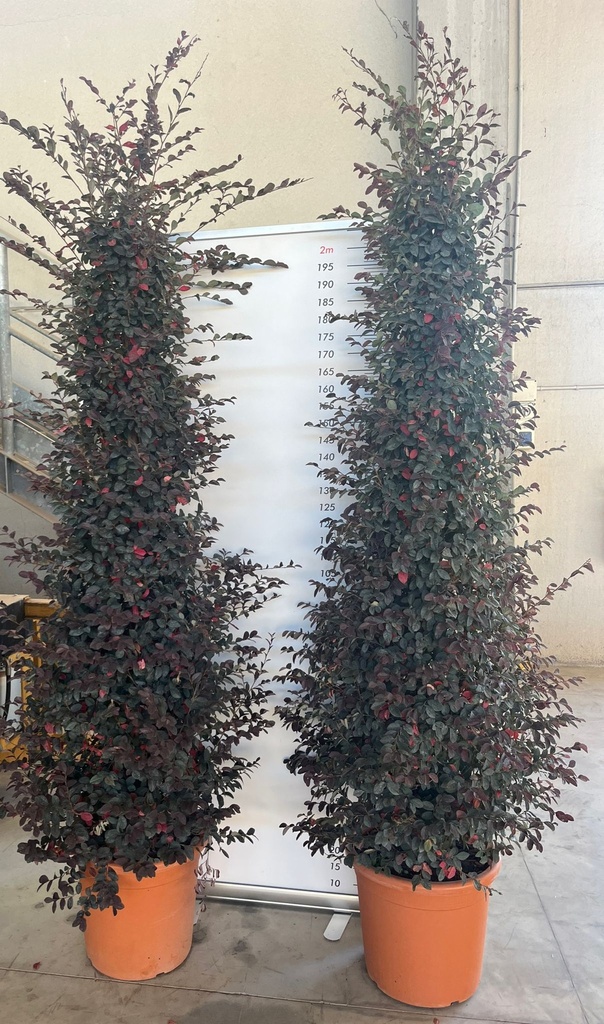 LOROPETALUM CHINENSE 'FEDE' A CONO