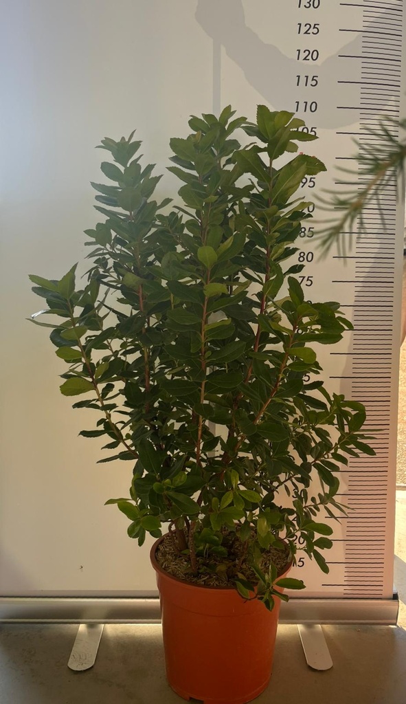ARBUTUS UNEDO (CORBEZZOLO)