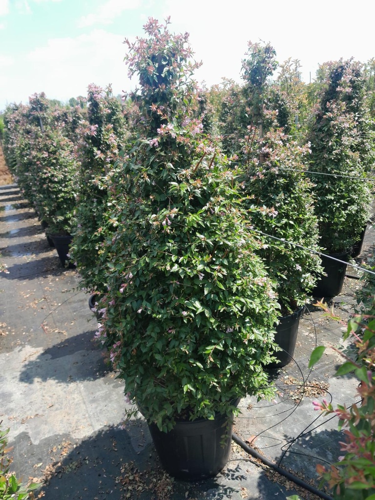 ABELIA X GRANDIFLORA 'EDWARD GOUCHER' A CONO SU CANNA 150 CM