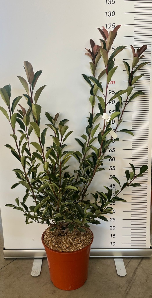 PHOTINIA X FRASERI 'PINK MARBLE'