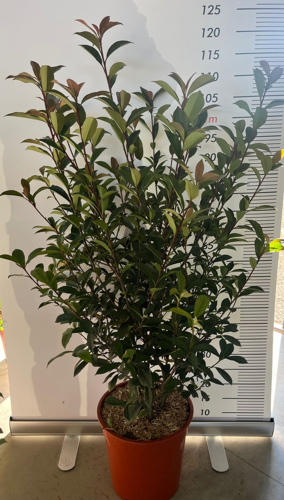 PHOTINIA X FRASERI 'CARRE' ROUGE'  (PHOTINIA X FRASERI 'COMPATTA')