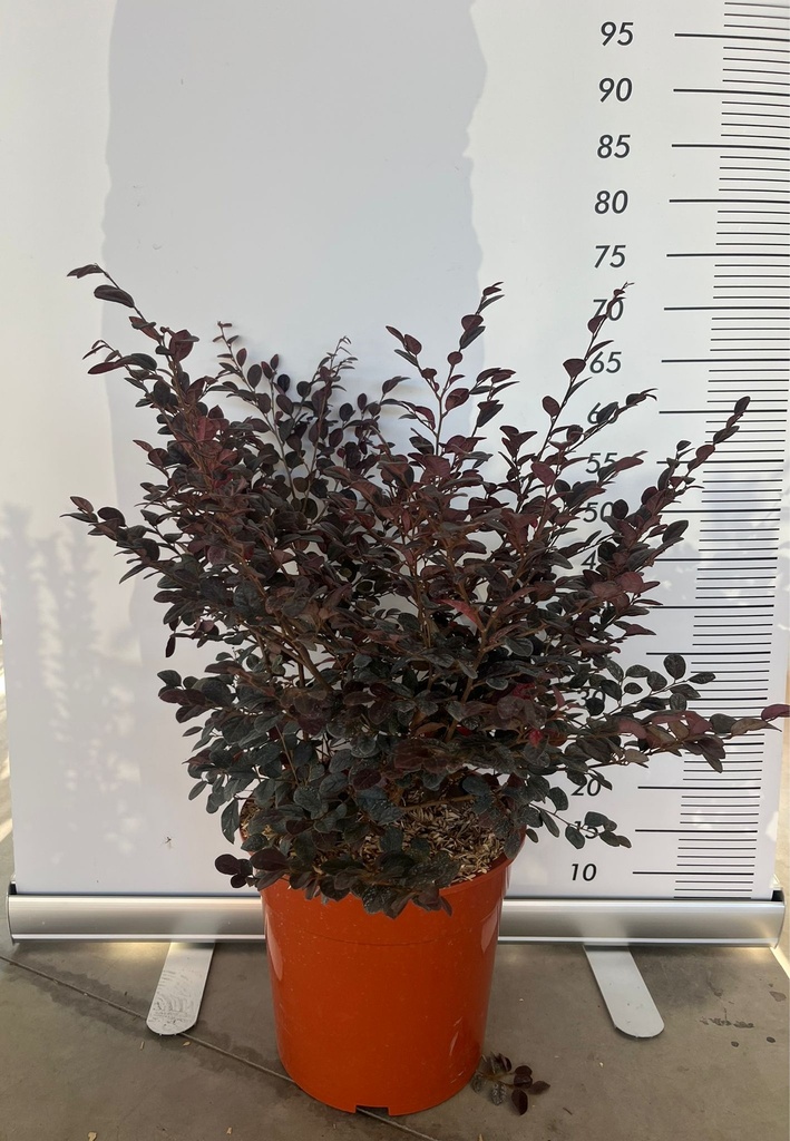 LOROPETALUM CHINENSE 'EVER RED'
