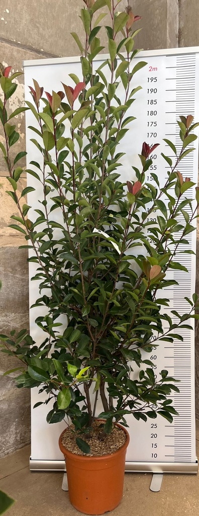 PHOTINIA X FRASERI 'RED ROBIN'